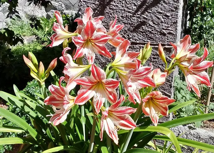 Casa Romeo