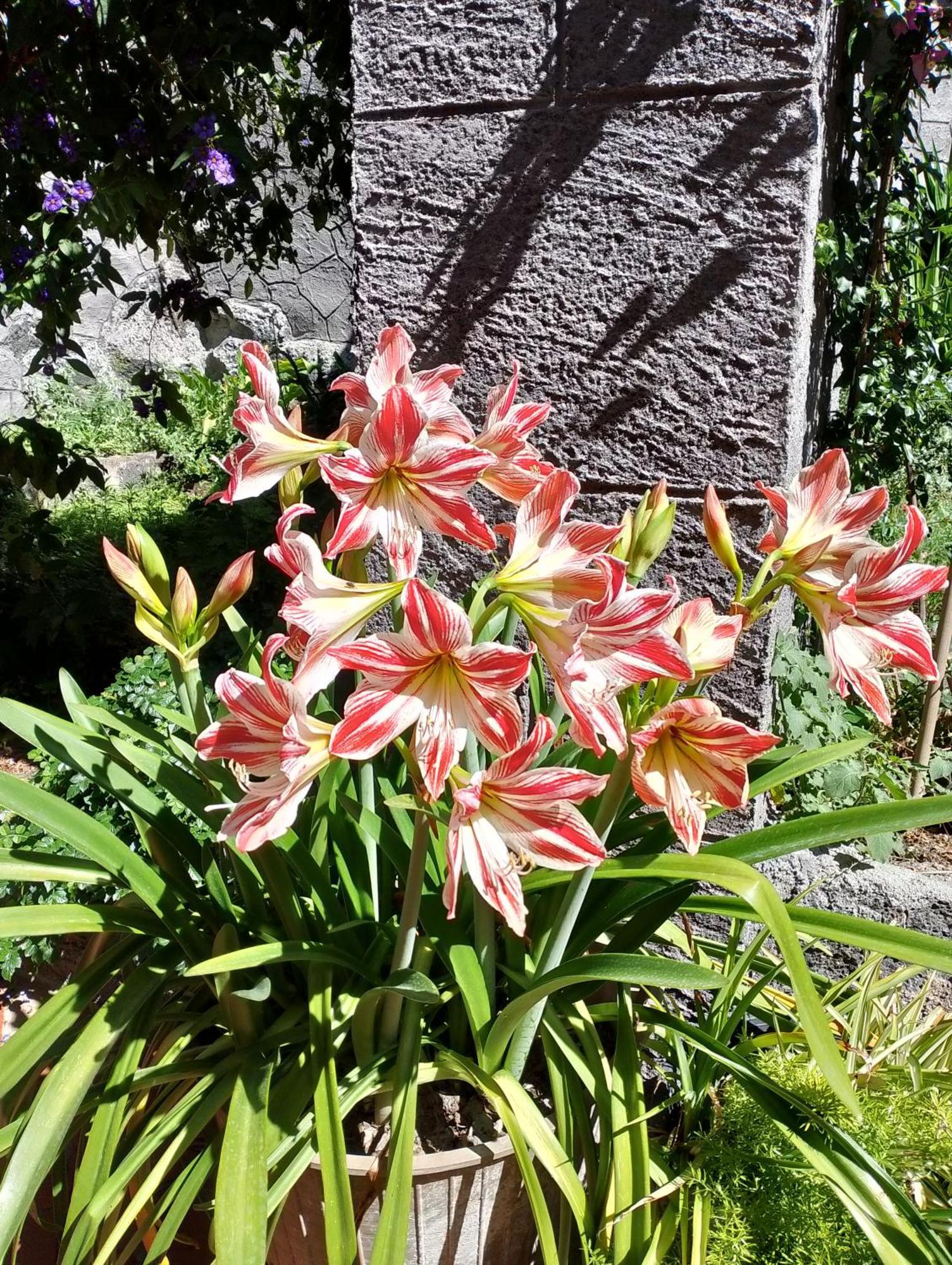 Casa Romeo Vakantiehuis